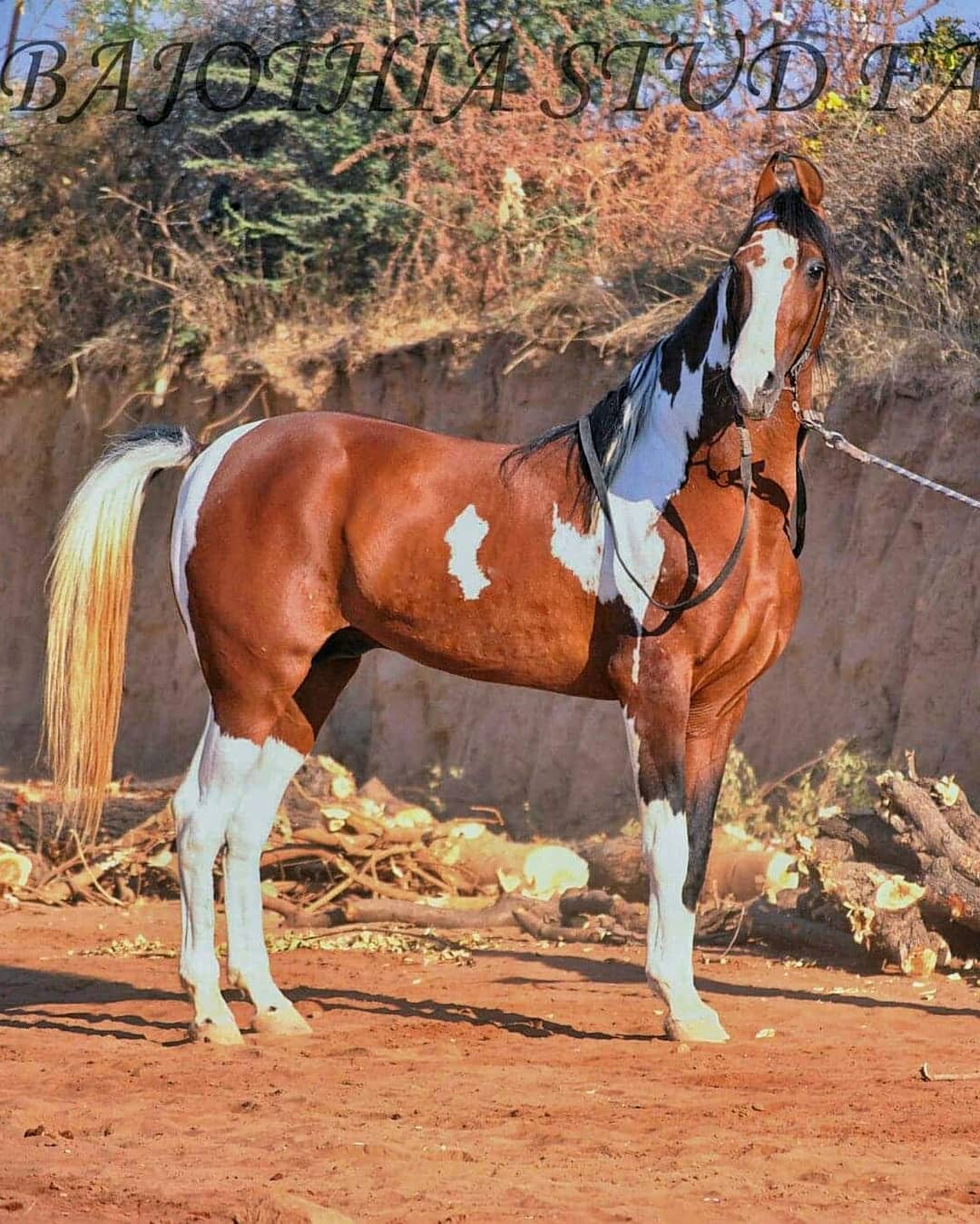 Gulmastan - Marwari Stallion